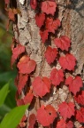 地锦 / 爬山虎 Parthenocissus tricuspidata