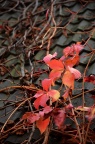 五叶地锦 Parthenocissus quinquefolia