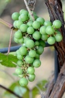 葡萄 Vitis vinifera