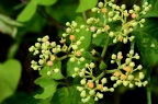 乌蔹莓 Cayratia japonica