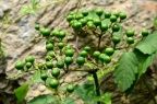 乌蔹莓 Cayratia japonica