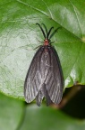 重阳木锦斑蛾 Histia rhodope